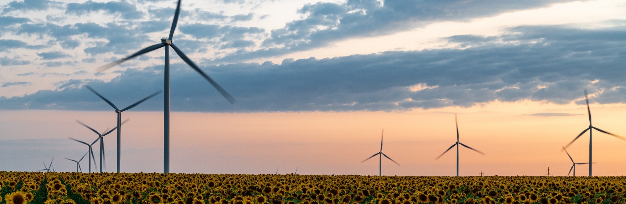 Wind,Power,Farm,In,Sunflowers,Field,At,Sunset